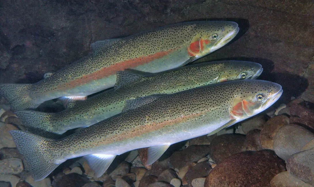 manfaat dna salmon